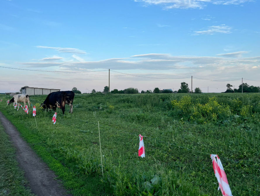 В районе более 40 «электропастухов»